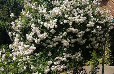 Schwarzwaldhaus - Foto 5