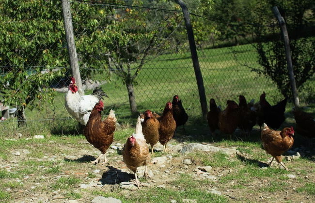 Spacious Holiday Home in Vicchio With Private Pool - Foto 54