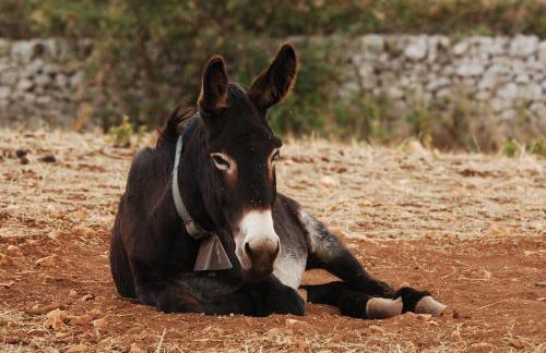 Agriturismo Laire Masseria - Foto 12