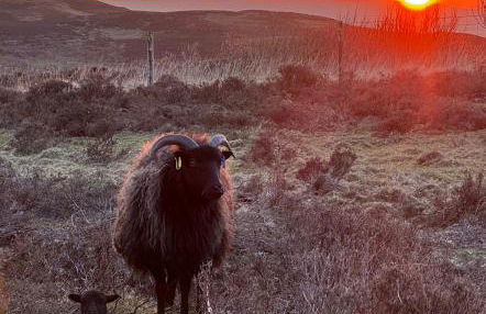 Bonnie Brae Croft Bothies - Foto 56