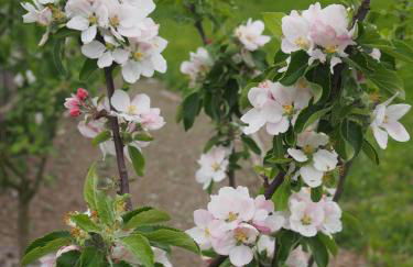 Maison Tombelaine - Foto 20