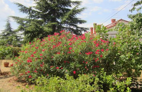 House Silvana - apartment with garden view - Photo 24