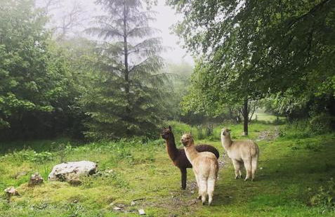 Y Boidy Bach - Photo 49