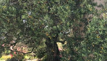 Residence Motel Corsicana - Foto 5