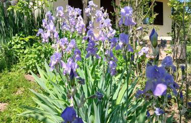 Kod Basaričeka - Photo 33