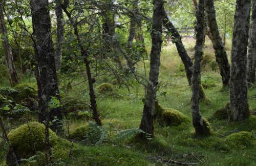 Stable Cottage, CrannachCottages - Foto 30