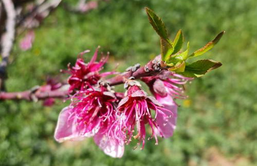 Kleoni's cottage - Foto 36