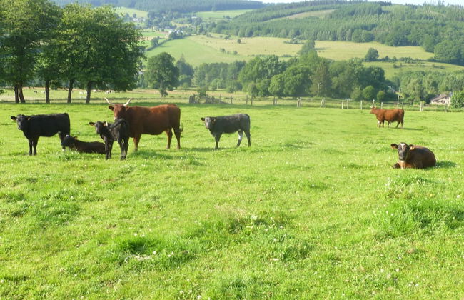 Ardennic Farmhouse for Groups - Photo 37
