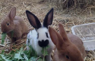 Siedlisko Jelonki - Foto 58