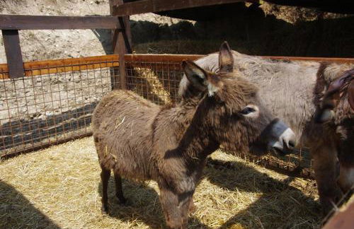 Agriturismo Casa Villi - Foto 40