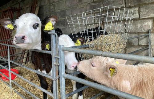 Blaengwen Bach - Photo 18