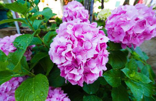 Apartments Bartul - Foto 14