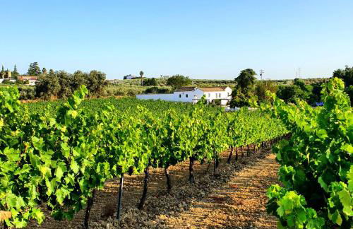 Bodega Boutique Finca Buytrón - Foto 28