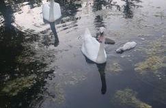 La cabane de l'étang - Foto 13