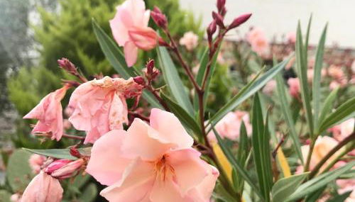 Casa Mediterraneo - Foto 3, Garden