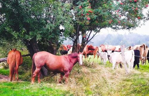 ApaLuza - Góry Izerskie & Karkonosze - Pool - Horses - Nature - Foto 44
