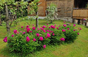 Dorina hiža - Foto 22