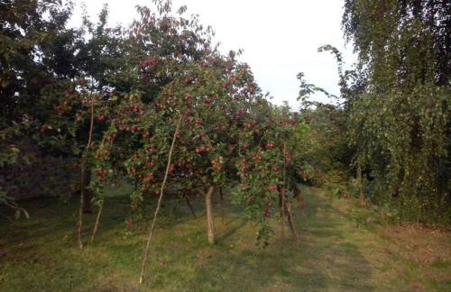 AgroKorytnica - Foto 19