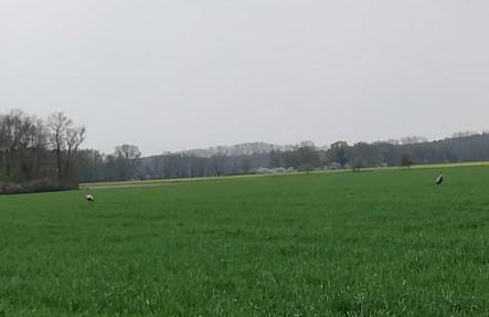 Ferienwohnung Borchert - Foto 51