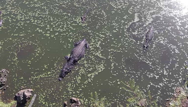 Excursión al Parque Nacional Ciénaga de Zapata - Foto 5, Cocodrilos en su habitát