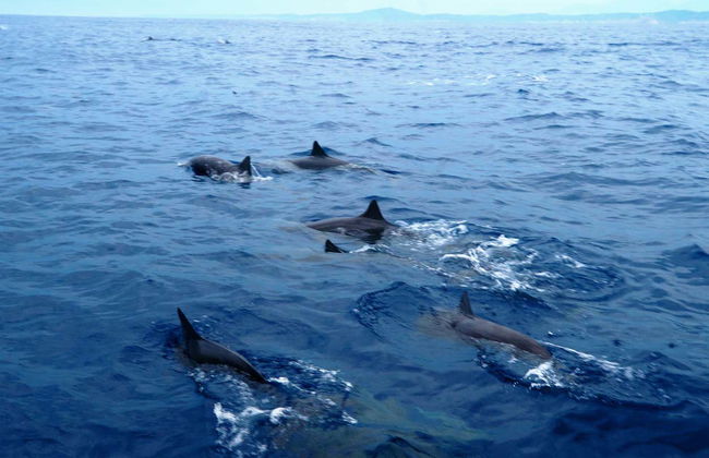 Puerto Escondido Cruise at Sunrise - Foto 6