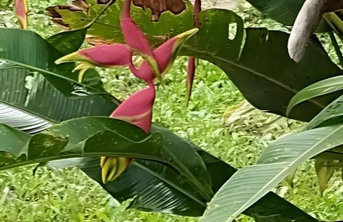 Chácara Morretes Arraial - Piscina e Rio - Photo 56