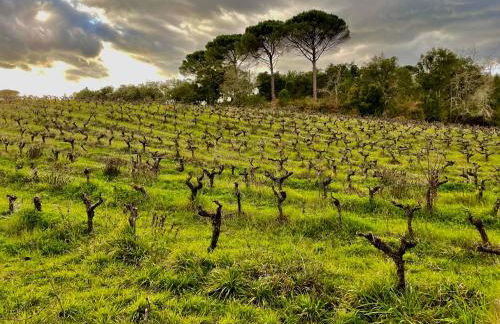 Casa da Anunciada, Countryside Retreat - Foto 30