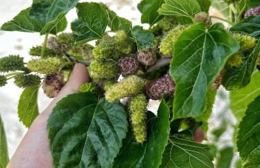 Agriturismo Morus Alba Gargano - Foto 15