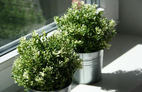 Holunder Hüsken - Foto 17