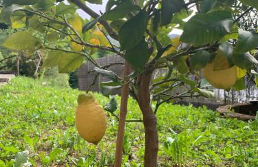 Apartment Casa Dono Il lago - Foto 26