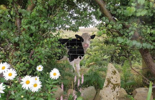 Ardagh Cottage Secluded in Glenshesk near Ballycastle - Foto 39