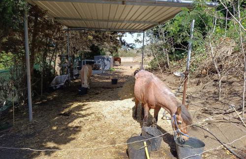 AAA Bandama Lago - Foto 12