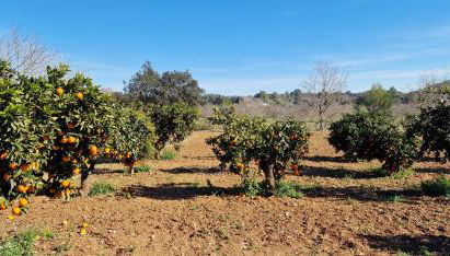 Finca con piscina rodeada de naturaleza - Foto 4