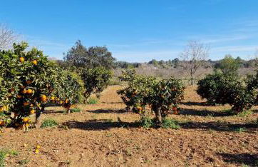 Finca con piscina rodeada de naturaleza - Foto 4