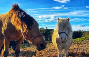 Azienda agricola Panorama - Foto 9