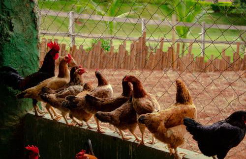 Hotel Fazenda Vale Amanhecer - Photo 34