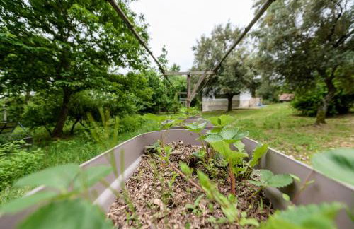 Casa da Eira "Lavoura da Bouça - Fruta Bio" - Foto 68