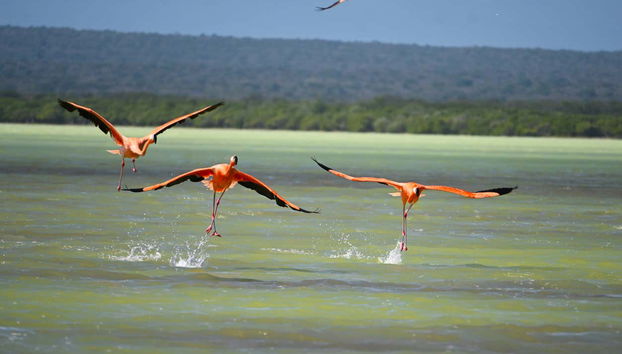 Escursione a Bahía de las Águilas e alla Laguna de Oviedo - Foto 3, I fenicotteri della Laguna de Oviedo