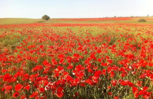 Dwór Barocco - Foto 35