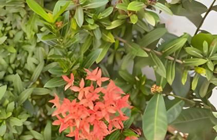 Refúgio Aconchegante em Araxá - Foto 48