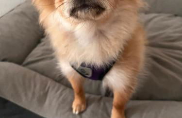 Ferienwohnung Oberheuslingen - Foto 2