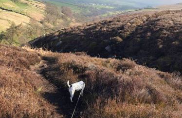 Hedgehog Cottage with garden in Bronte village! - Foto 18