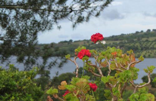 Monte da Tojeirinha - Foto 24