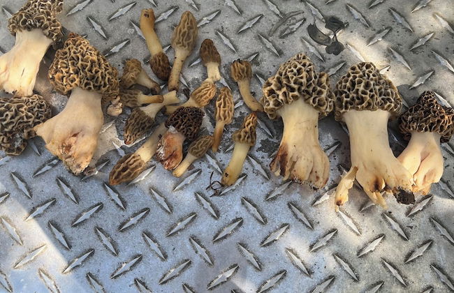 Cozy Cabin - Foto 35