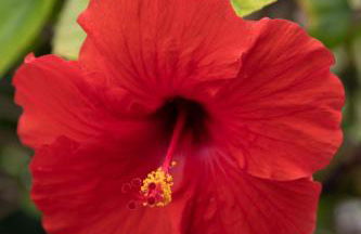 OceanFront Kauai - Harmony TVNC 4247 - Foto 37