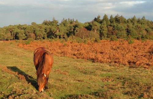 Beautiful Lymington New Forest Getaway - Foto 34