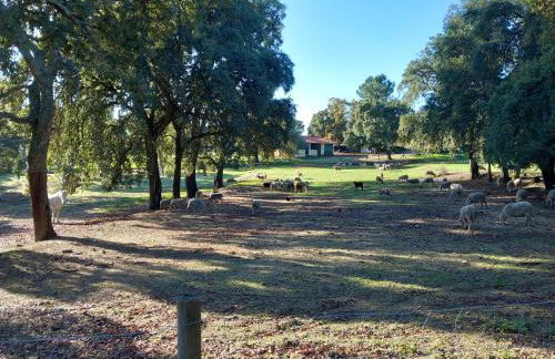 Casa da Vinha - Foto 41