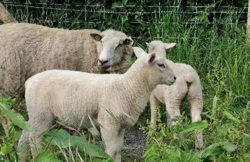 La ferme de Mademoiselle Jeanne - Foto 21