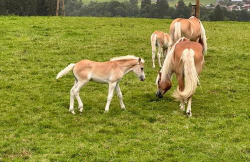 Landhaus Brigitte - Photo 58