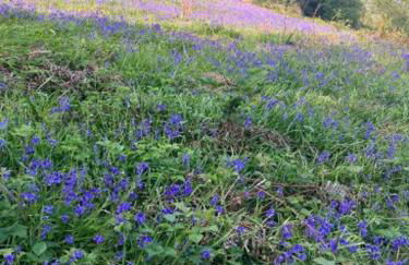 Canad Adar - Song of the Birds - Teifi Valley - Foto 36